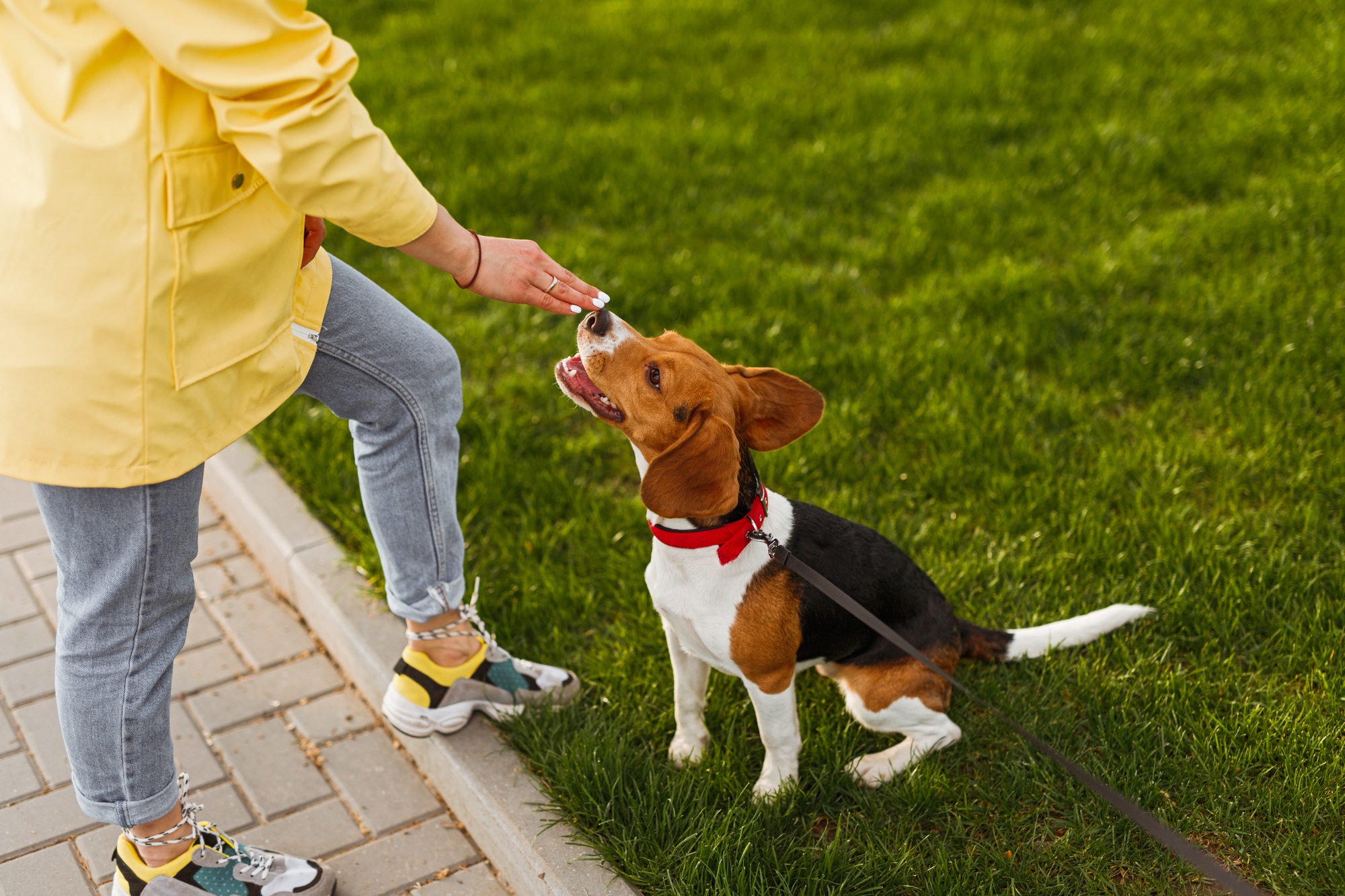 Dog smelling hand of owner in park