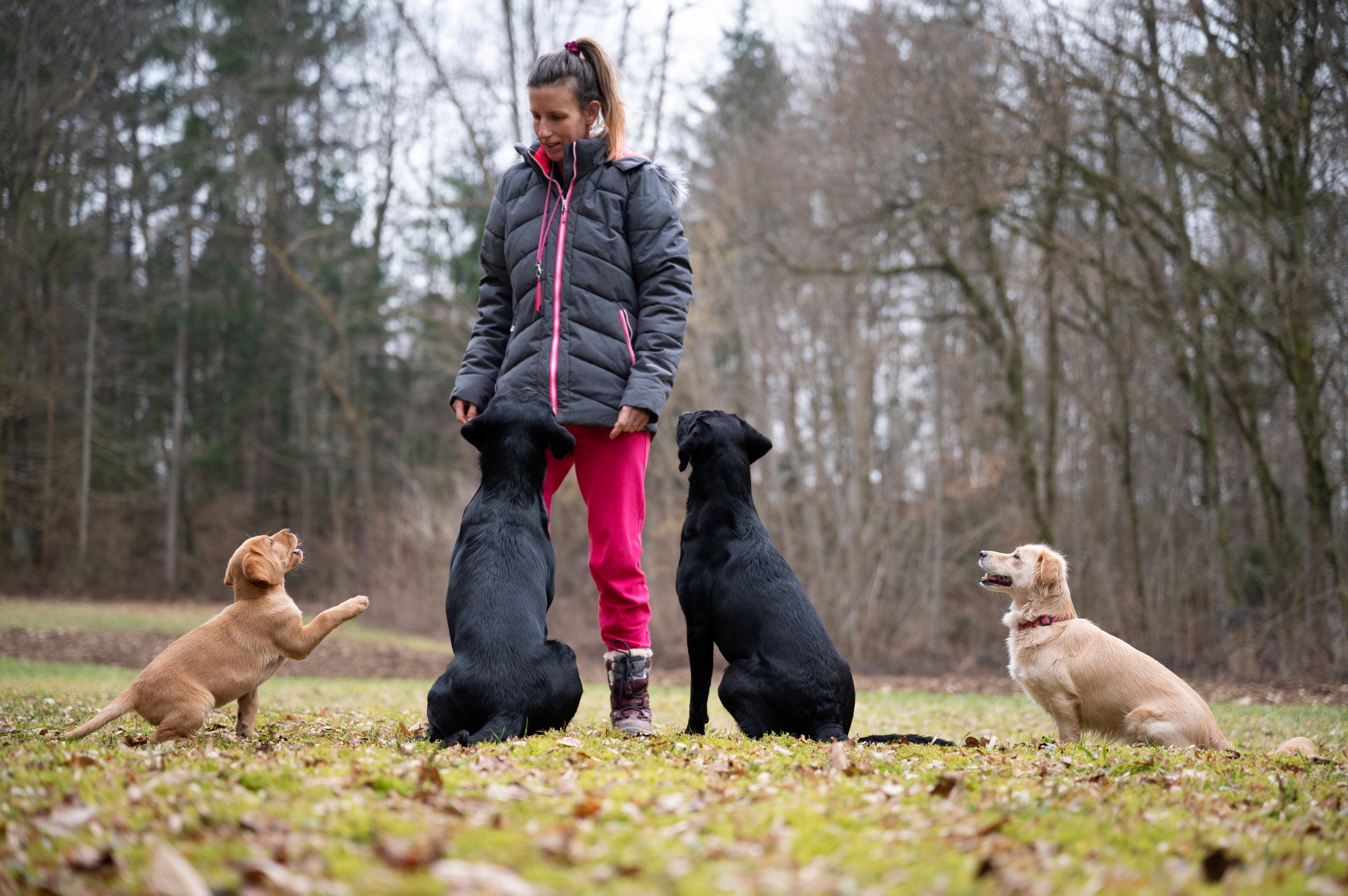 Dog trainer or owner with her four dogs standing outside in nature and training