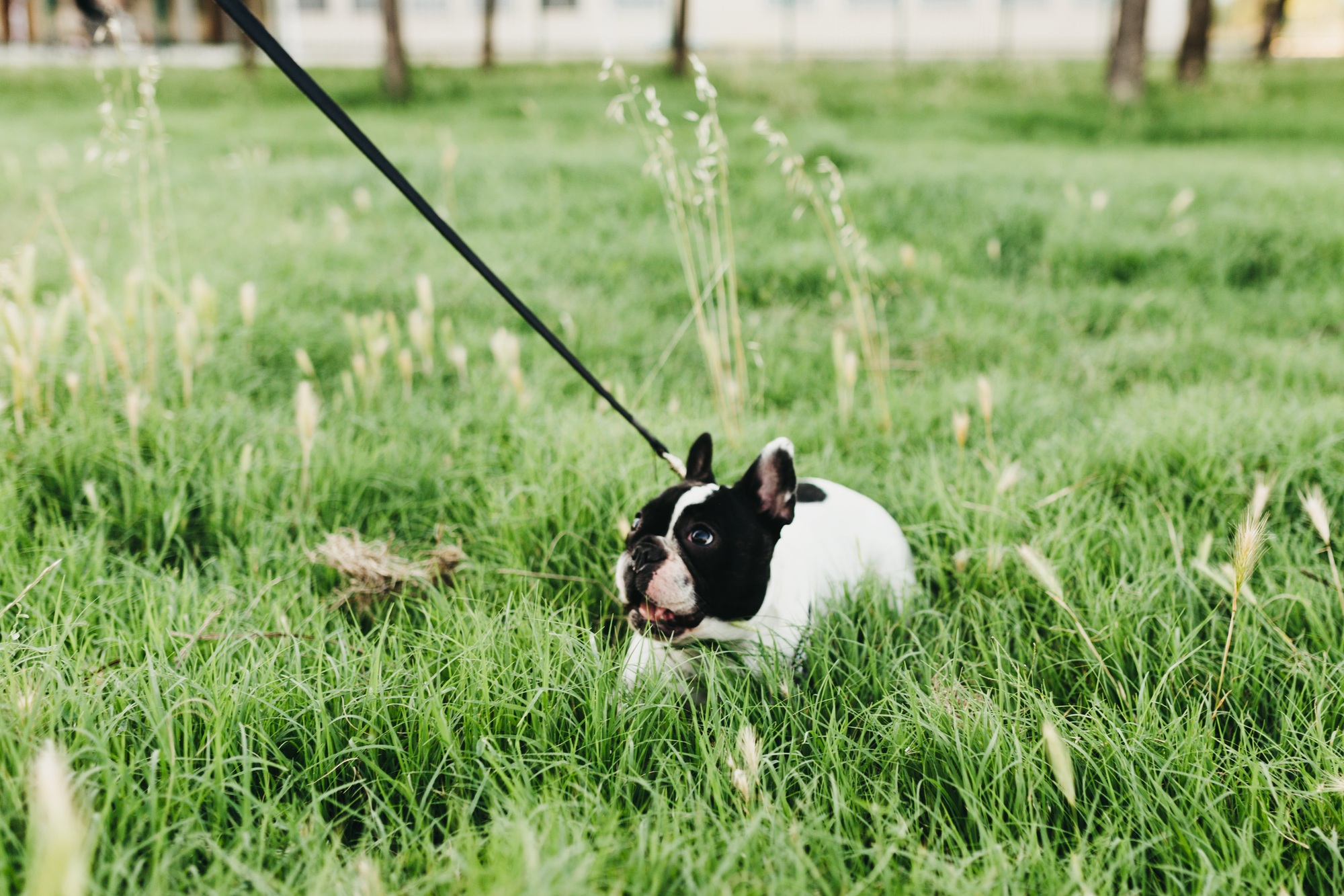 Dog with lead walking in grass